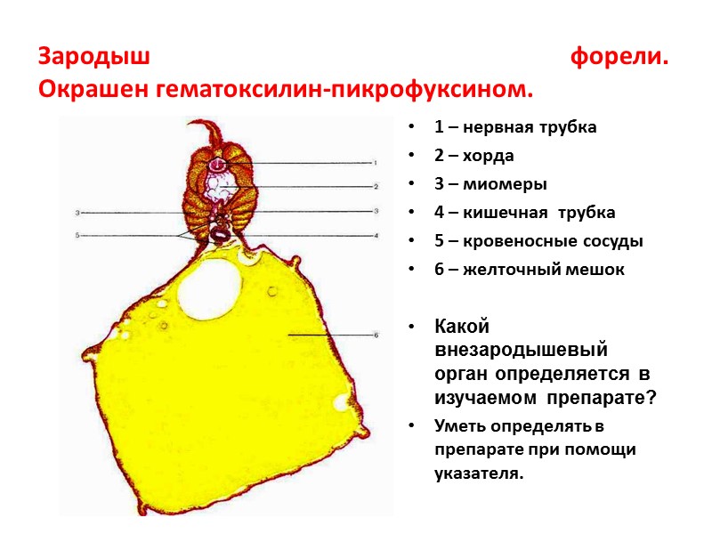 Зародыш форели. Окрашен гематоксилин-пикрофуксином. 1 – нервная трубка 2 – хорда 3 – миомеры